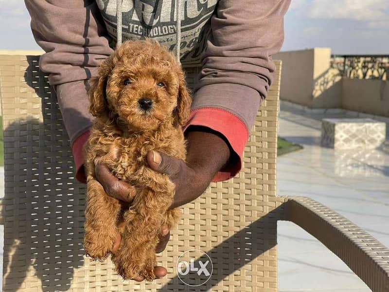 Toy poodle parents From Ukraine 2