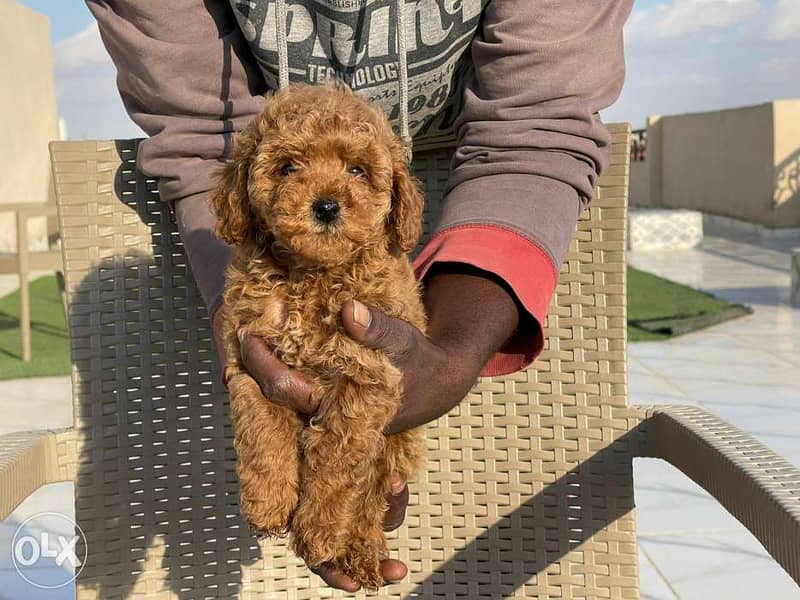 Toy poodle parents From Ukraine 3