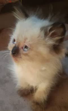 Himalayan Kitten 0