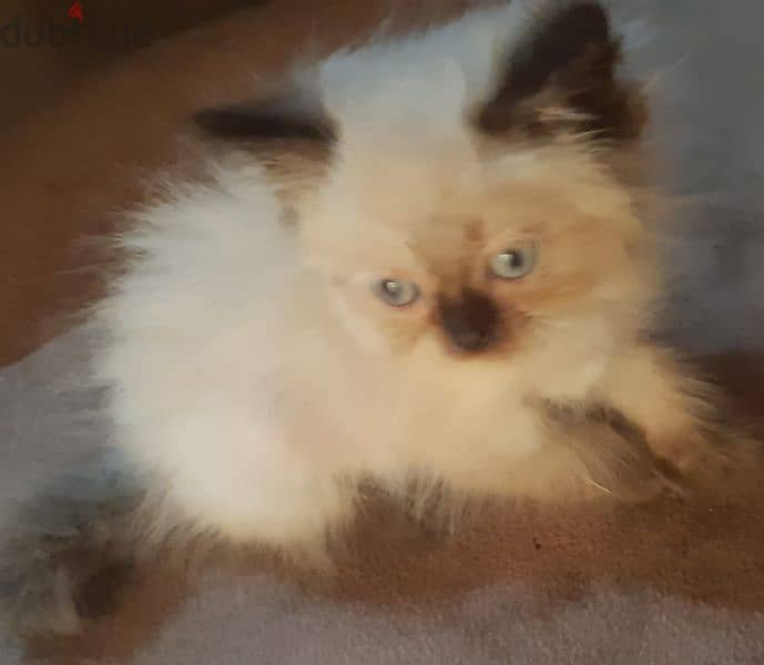 Himalayan Kitten 1