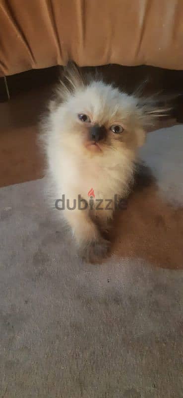 Himalayan Kitten 2