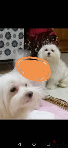 كلاب مينى مالتيز ( Mini Maltese puppies)