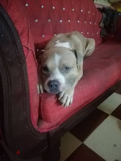 American pitbull bully for sale