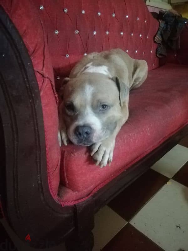 American pitbull bully for sale 0