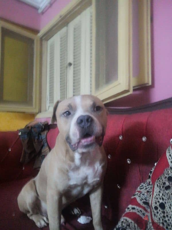 American pitbull bully for sale 3