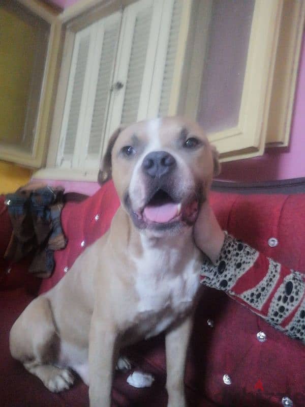 American pitbull bully for sale 4