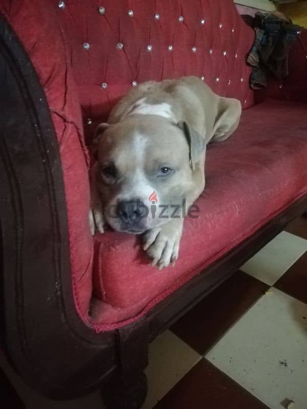 American pitbull bully for sale 5