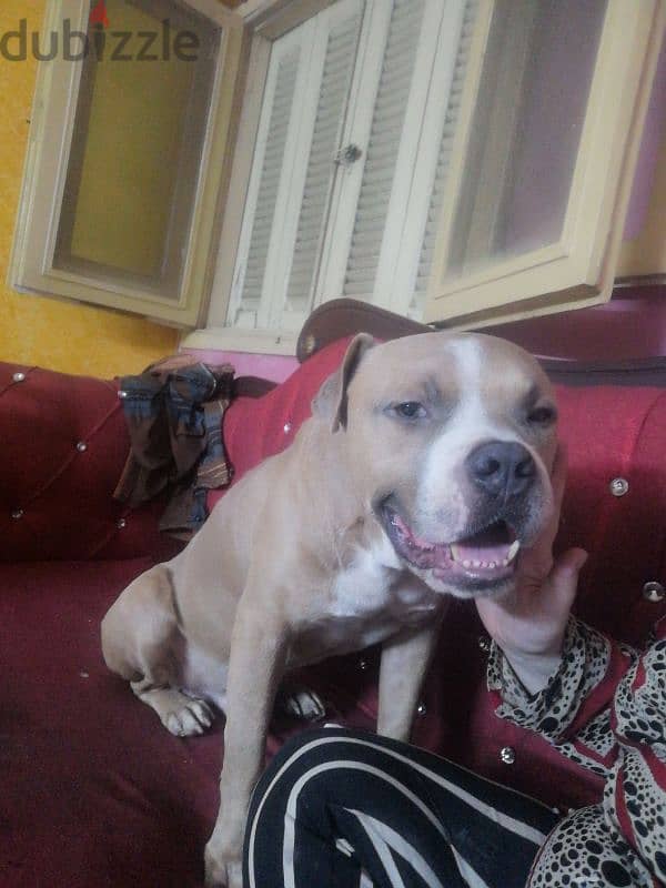 American pitbull bully for sale 6