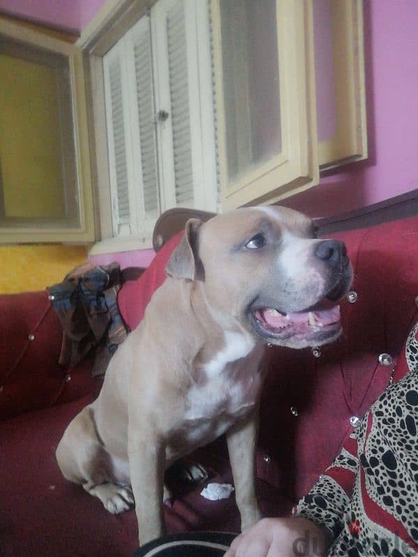 American pitbull bully for sale 7