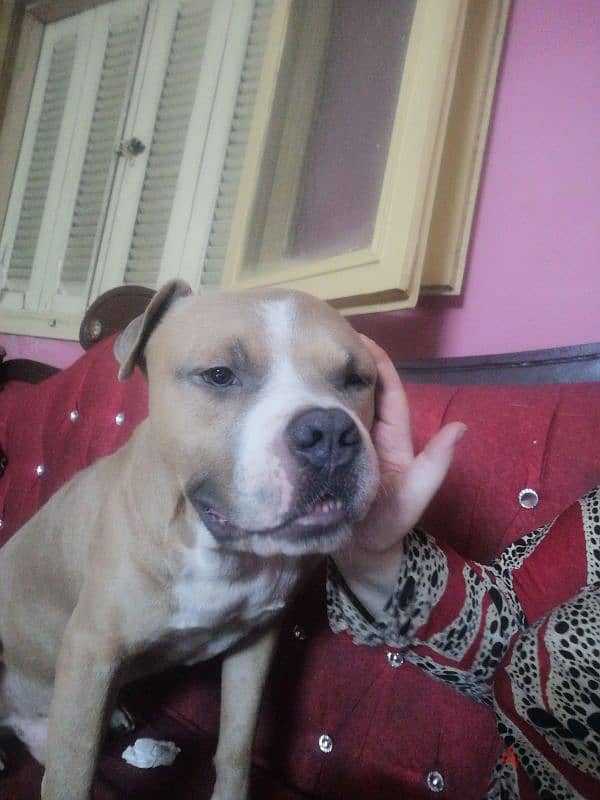 American pitbull bully for sale 9