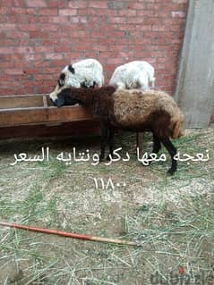 مجموعه اغنام كل صوره عليها السعر والتفصيل 0