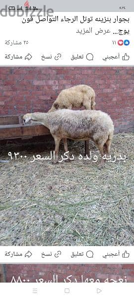 مجموعه اغنام كل صوره عليها السعر والتفصيل 2