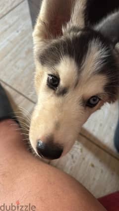 husky puppy