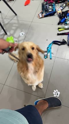 golden retriever, a year & 2 months