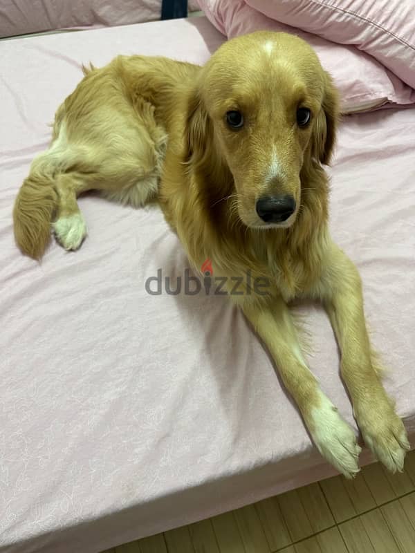 golden retriever, a year & 2 months 2