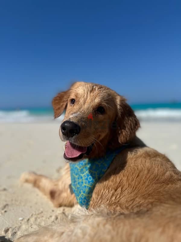 golden retriever, a year & 2 months 5