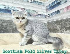 Scottish Fold Silver Tabby