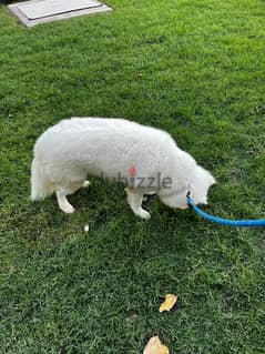 Samoyed puppy for sale