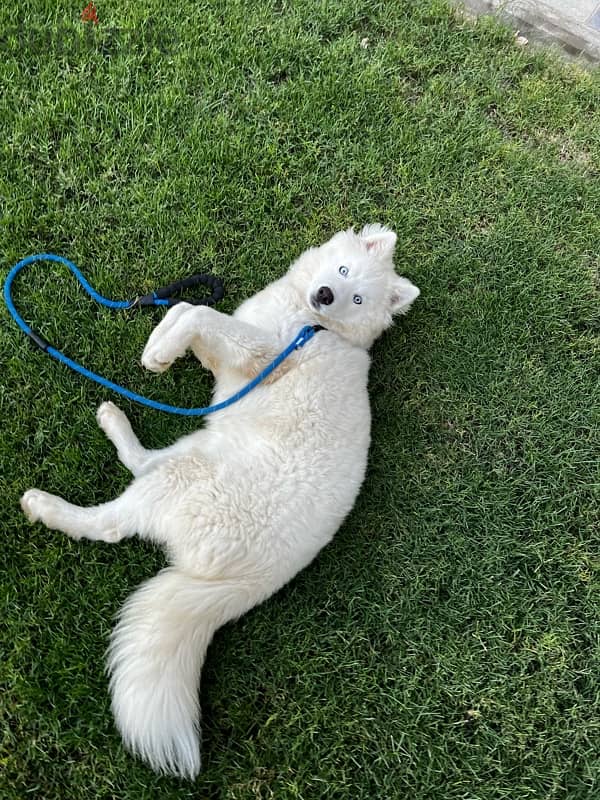 Samoyed puppy for sale 1