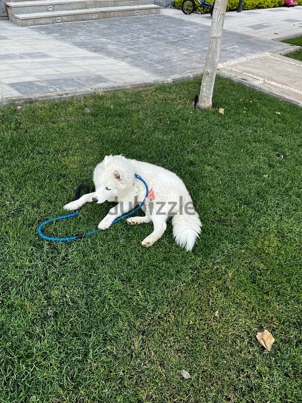 Samoyed puppy for sale 2