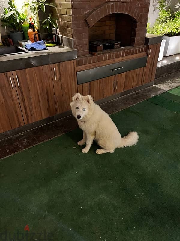 Samoyed puppy for sale 3