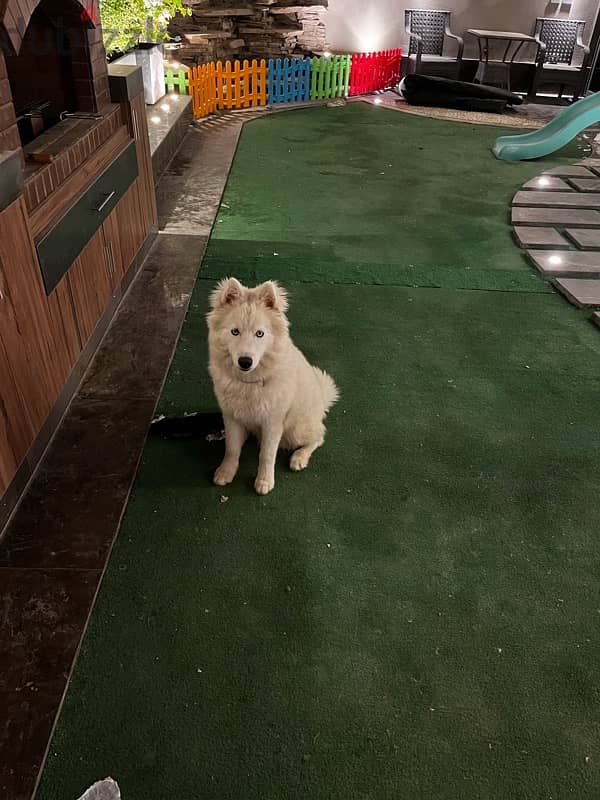 Samoyed puppy for sale 4