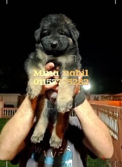 germansheperd puppies جراوى جيرمن شيبرد