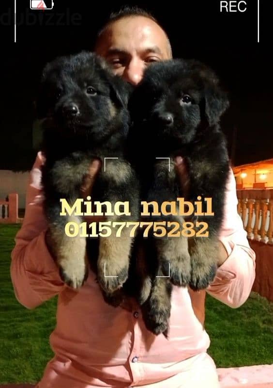 germansheperd puppies جراوى جيرمن شيبرد 2