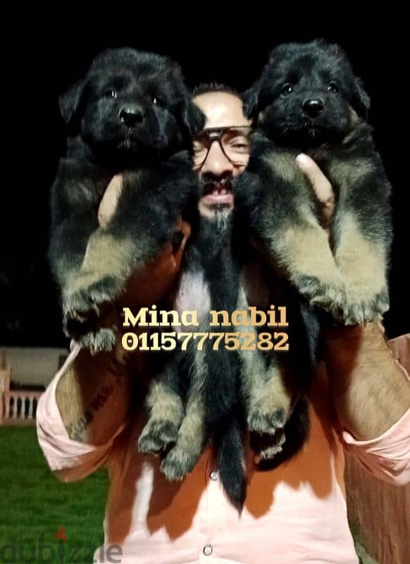 germansheperd puppies جراوى جيرمن شيبرد 3