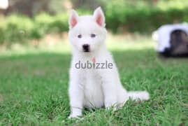 Siberian husky - سيبريان هاسكى