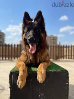 German shepherd 2 years old