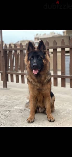 German shepherd 2 years old 2