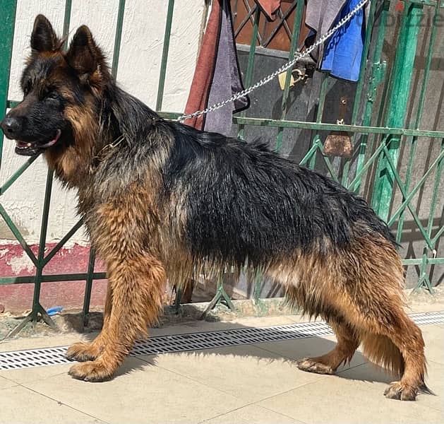 German shepherd 2 years old 3