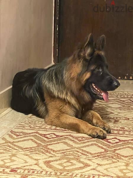 German shepherd 2 years old 4