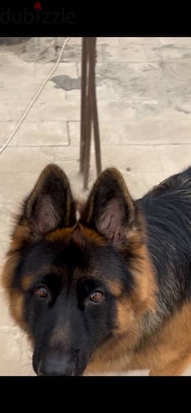 German shepherd 2 years old 5