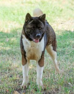 Female American Akita Top quality اميركان اكيتا