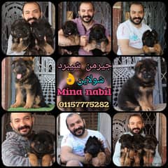 germansheperd puppies جراوى جيرمن شيبرد