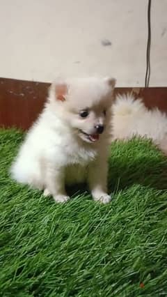 ولد بوميرانيانpomeranian ميكس