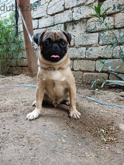 pug male puppy 9 months fully vaccinated دكر بج مستوي عالي