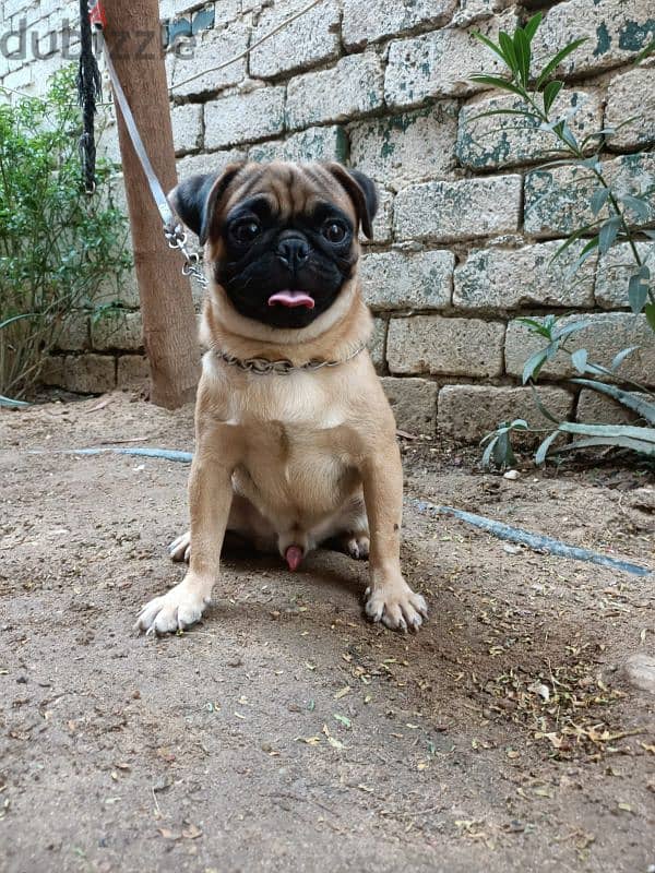 pug male puppy 9 months fully vaccinated دكر بج مستوي عالي 0