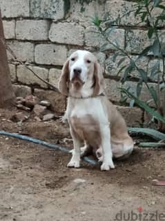 beagle male 12 months دكر بيجل سنه