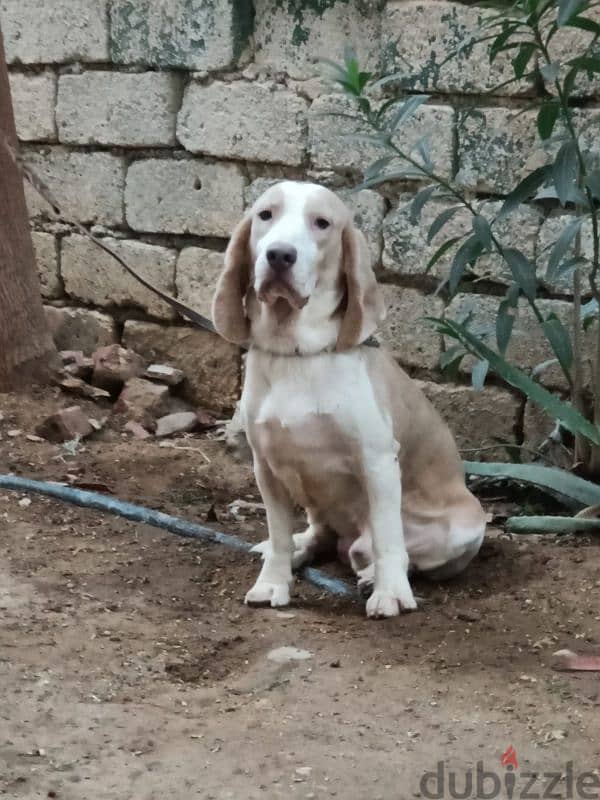 beagle male 12 months دكر بيجل سنه 0