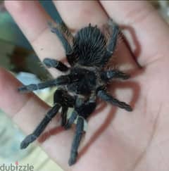 أنثى salmon pink tarantula