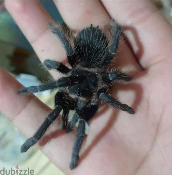 أنثى salmon pink tarantula 0