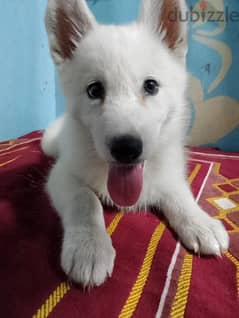 جروايه white Hasky