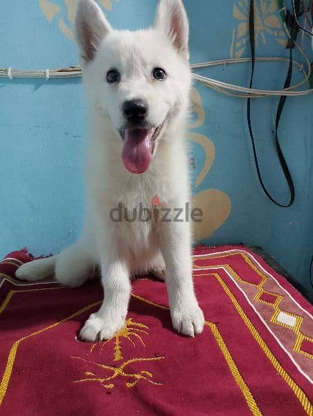 جروايه white Hasky 1