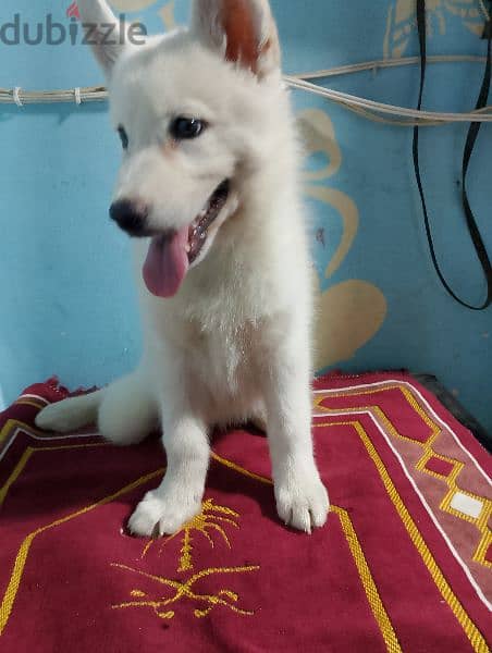 جروايه white Hasky 2