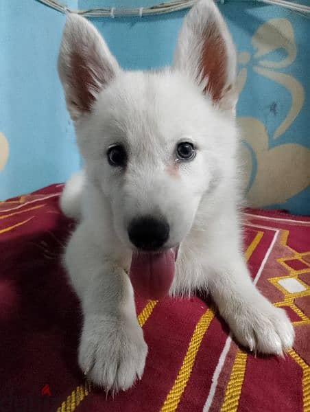 جروايه white Hasky 3