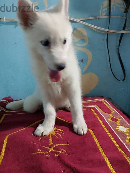 جروايه white Hasky 4