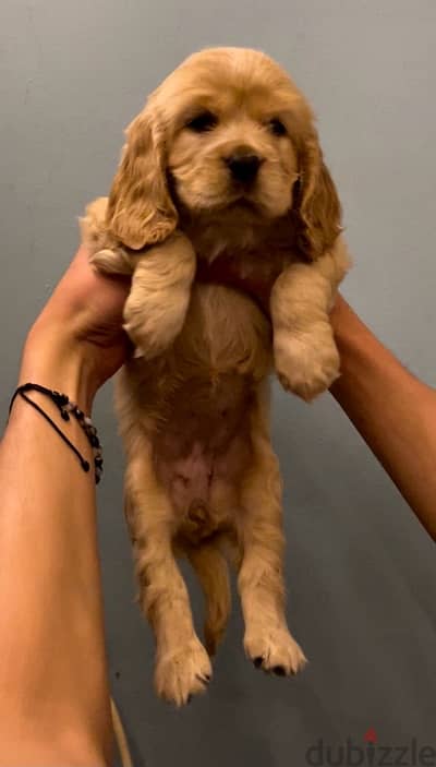 cocker spaniel puppies اجمد جراوي كوكر بيور